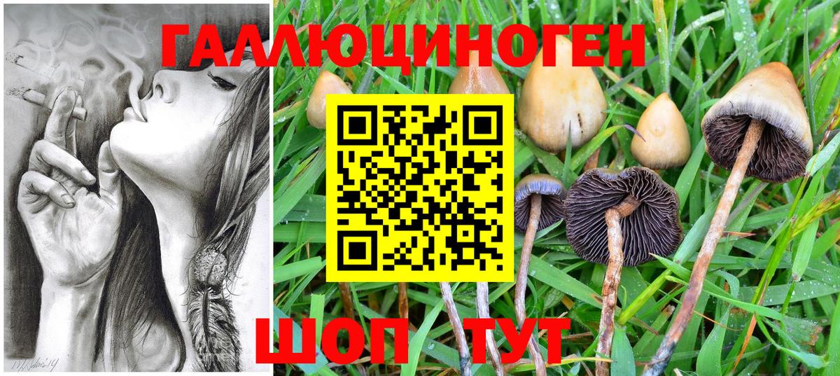 Псилоцибиновые грибы Psilocybe Октябрьский